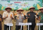 Perkuat Ketahanan Pangan Nasional, Polda Sulteng Laksanakan Panen Jagung Serentak Kuartal IV Tahun 2025
